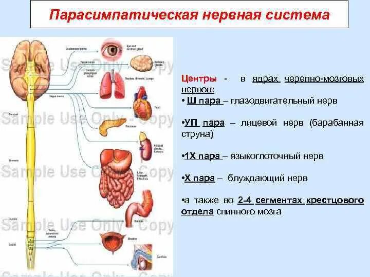 Парасимпатические черепные нервы. Блуждающий нерв парасимпатическая нервная система. Черепно мозговые нервы парасимпатическая. Ядра парасимпатической нервной системы. Парасимпатическая система.