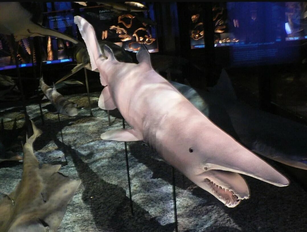 Глубоководная акула. Акула Гоблин акула Домовой. Акула-Домовой или акула-Гоблин.