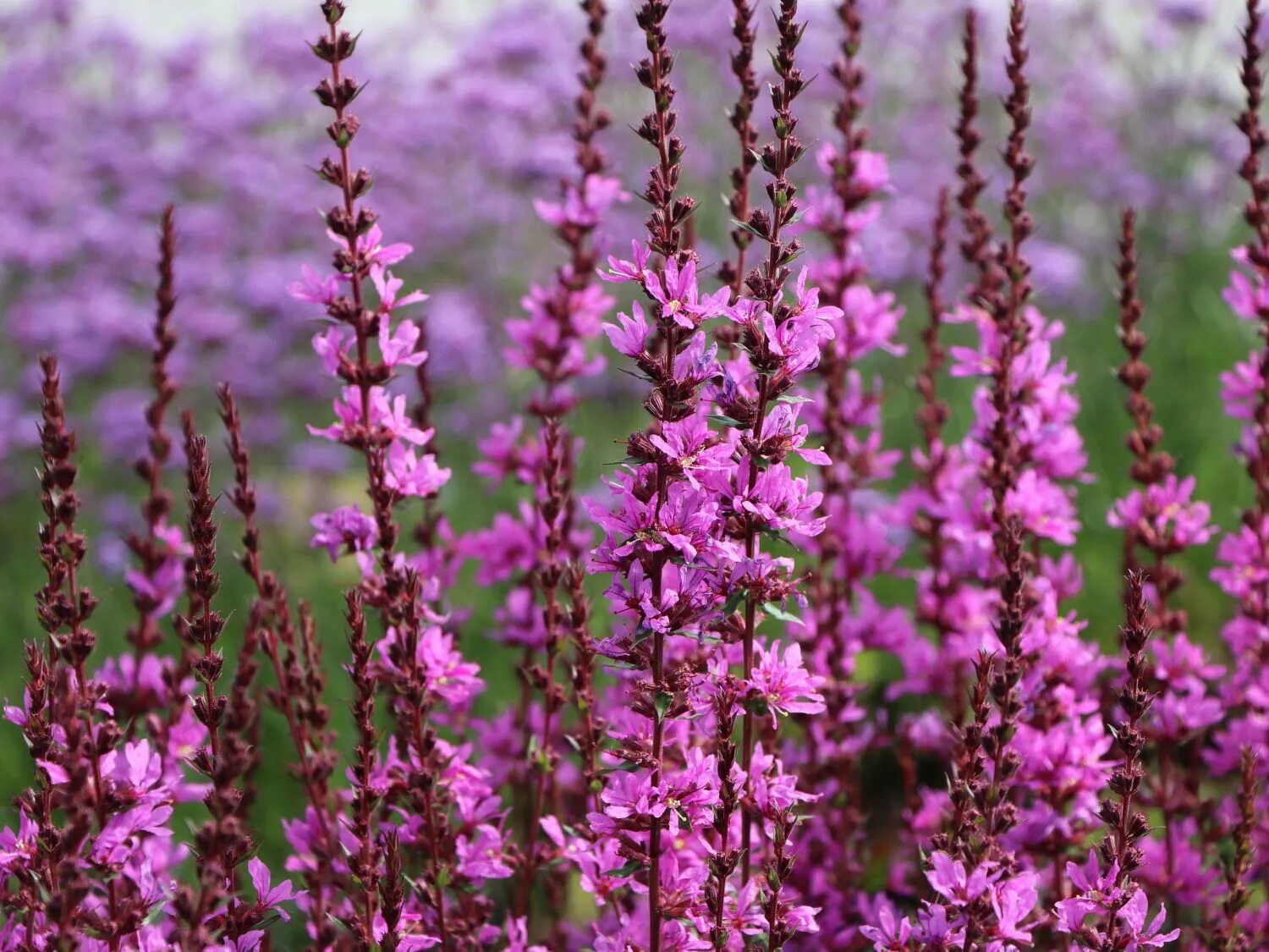 Дербенник розовый. Дербенник иволистный свирл. дербенник прутовидный dropmore purple. дербенник иволистный (lythrum salicaria). дербенник иволистный розовый жемчуг.