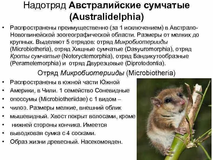 Гигантский муравьед южной америки. Непарнокопытные млекопитающие. Капибара. Панголин броненосец муравьед. Непарнокопытные тапиры.