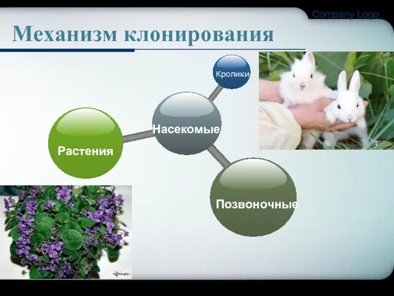 Почему растения клонируются легче животных. Механизм клонирования. Механизм клонирования растений. Актуальность клонирования. Клонирование кроликов.