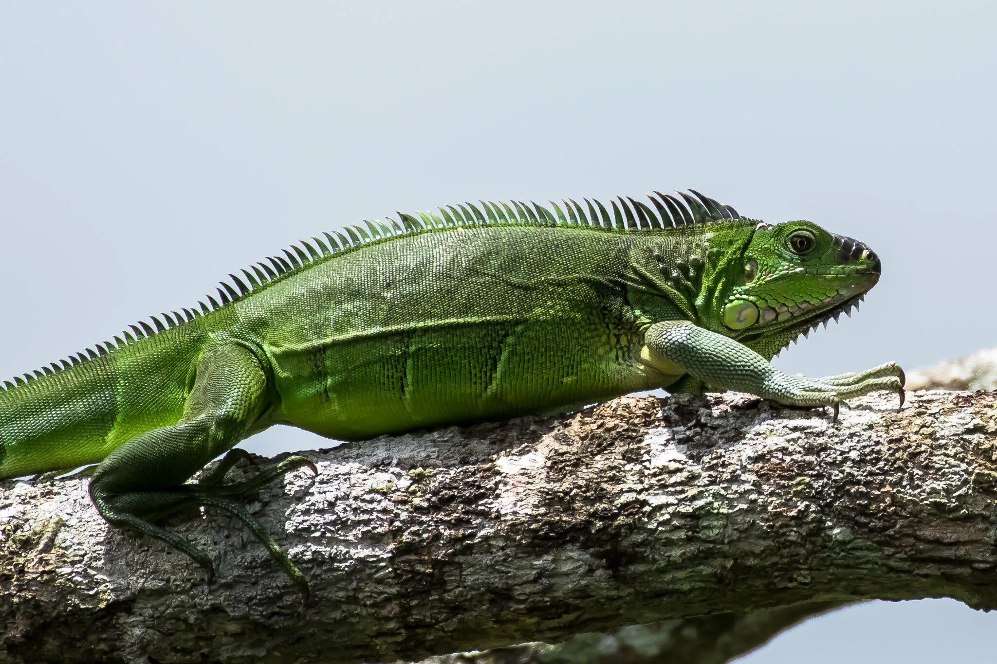 Южная ящерица. Игуана зеленая обыкновенная. Игуана обыкновенная ( Iguana Iguana). Зеленая шипохвостая игуана. Игуана Северная Америка.