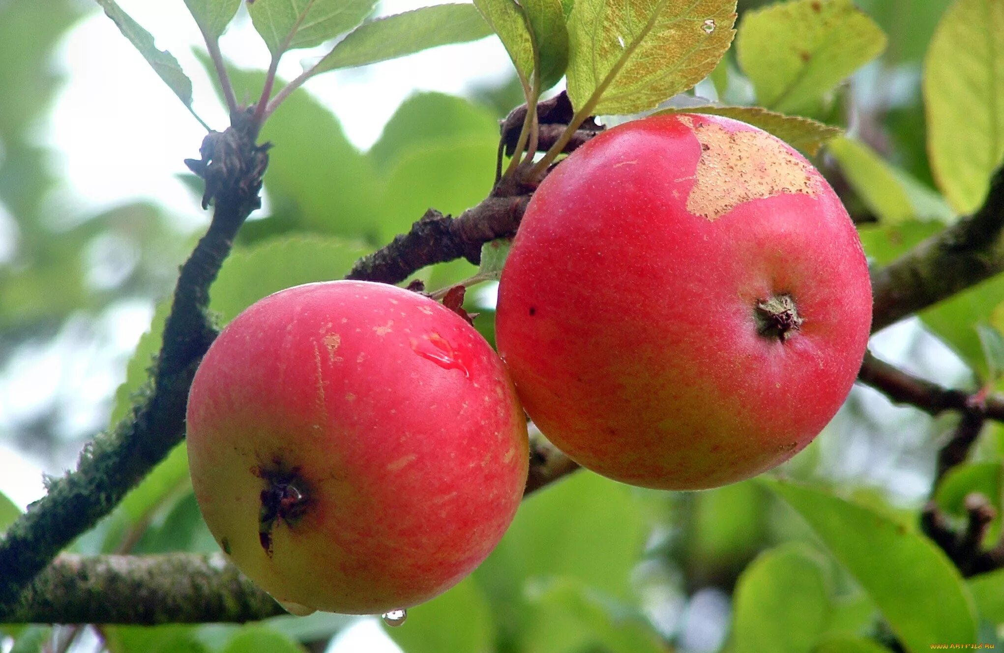 Яблоня сорт мороз. Яблоня malus domestica. яблоня орлик. яблоня пепин шафранный. яблоня уралец.