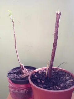 Как получить саженец