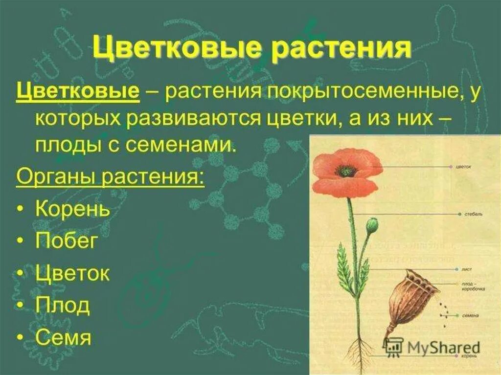 Высшие растения цветковые. Строение покрытосеменных растений. Цветковые строение. Покрытосеменные или цветковые растения.