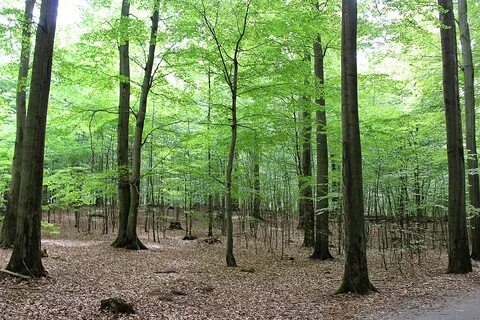 Какие деревья составляют основу широколиственных лесов