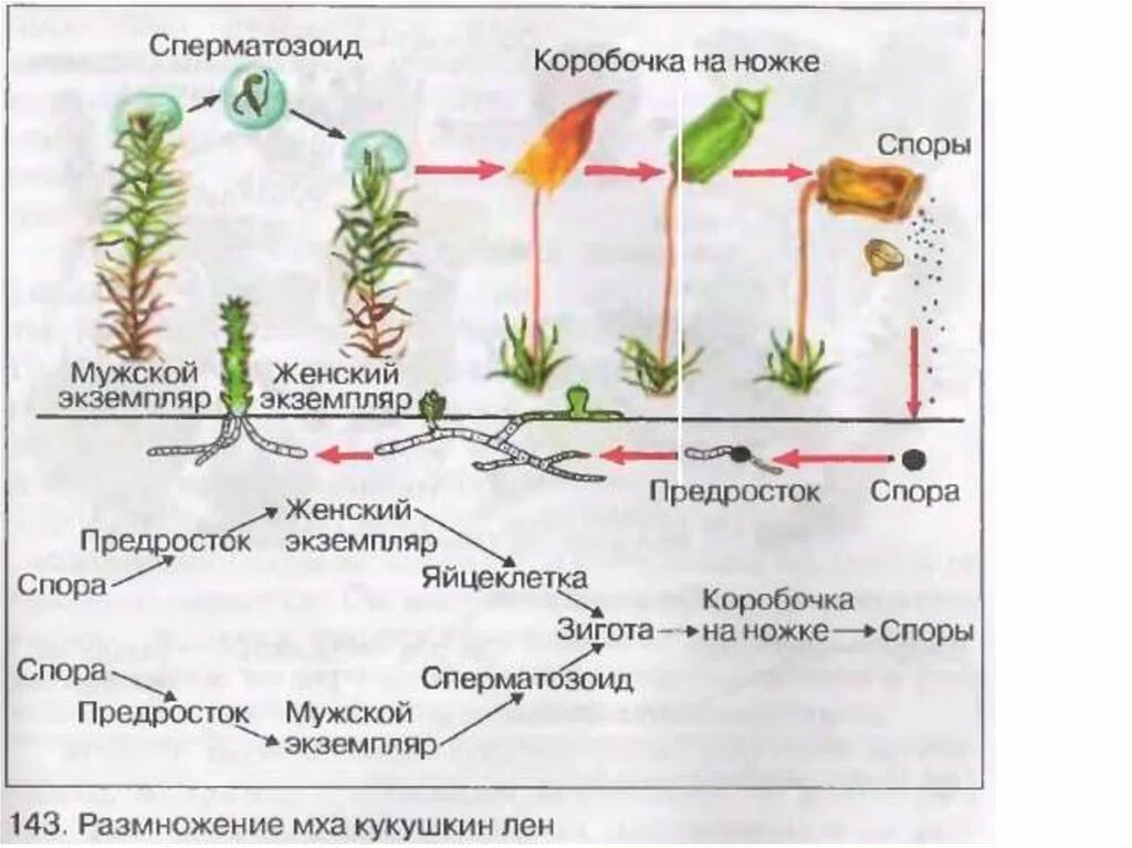 Последовательность этапов жизненного цикла мха. Размножение мха кукушкин лен схема. размножение кукушкина льна схема. размножение мха кукушкин лен. размножение мха кукушкин лен цикл развития.
