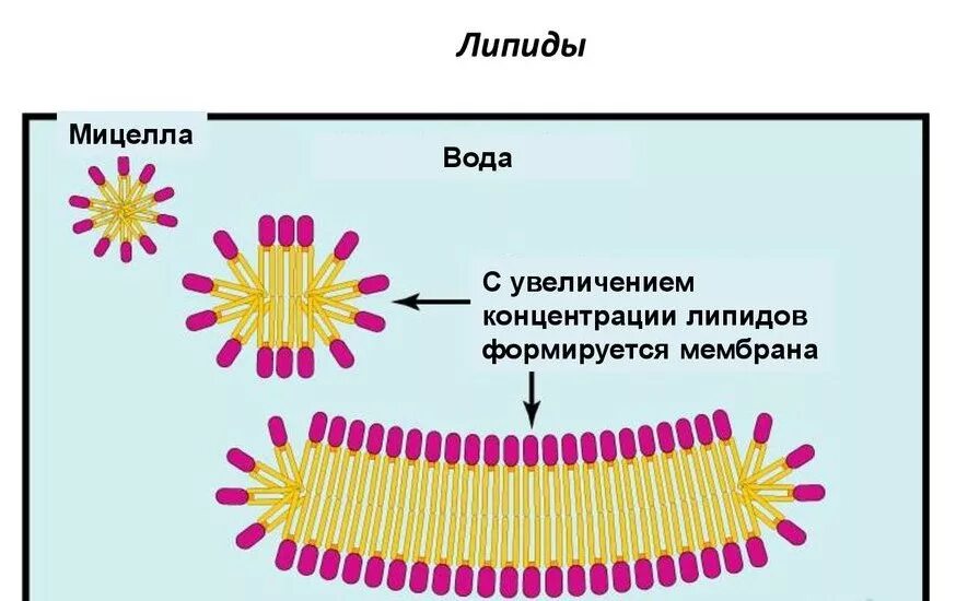 Мицеллообразование липидов. Мицеллы липидов. Строение мицеллы липидов. Структура мицеллы биохимия. Структура мицеллы липидов.