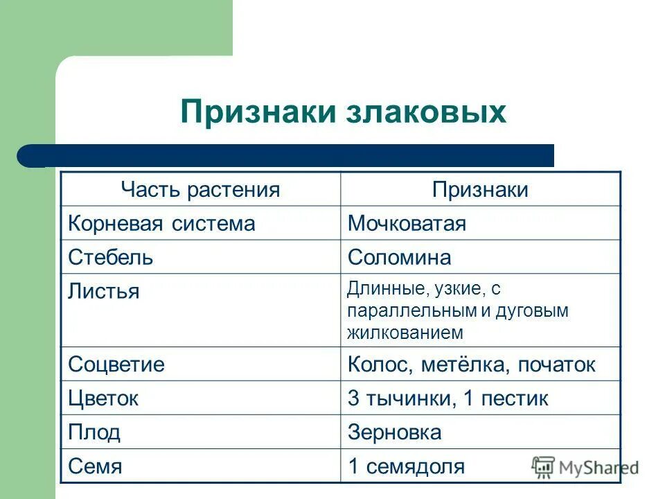 характеристика однодольных семейства злаковые. злаковые мятликовые формула цветка. семейство однодольных растений злаковые. характеристика семейства злаковые мятликовые. семейство однодольных растений злаковые.