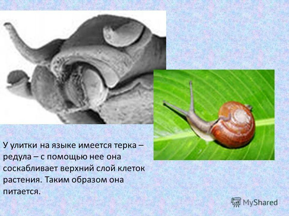 улитка ахатина радула. язык улитки. виноградная улитка зубы. зубастая улитка. радула ахатины.