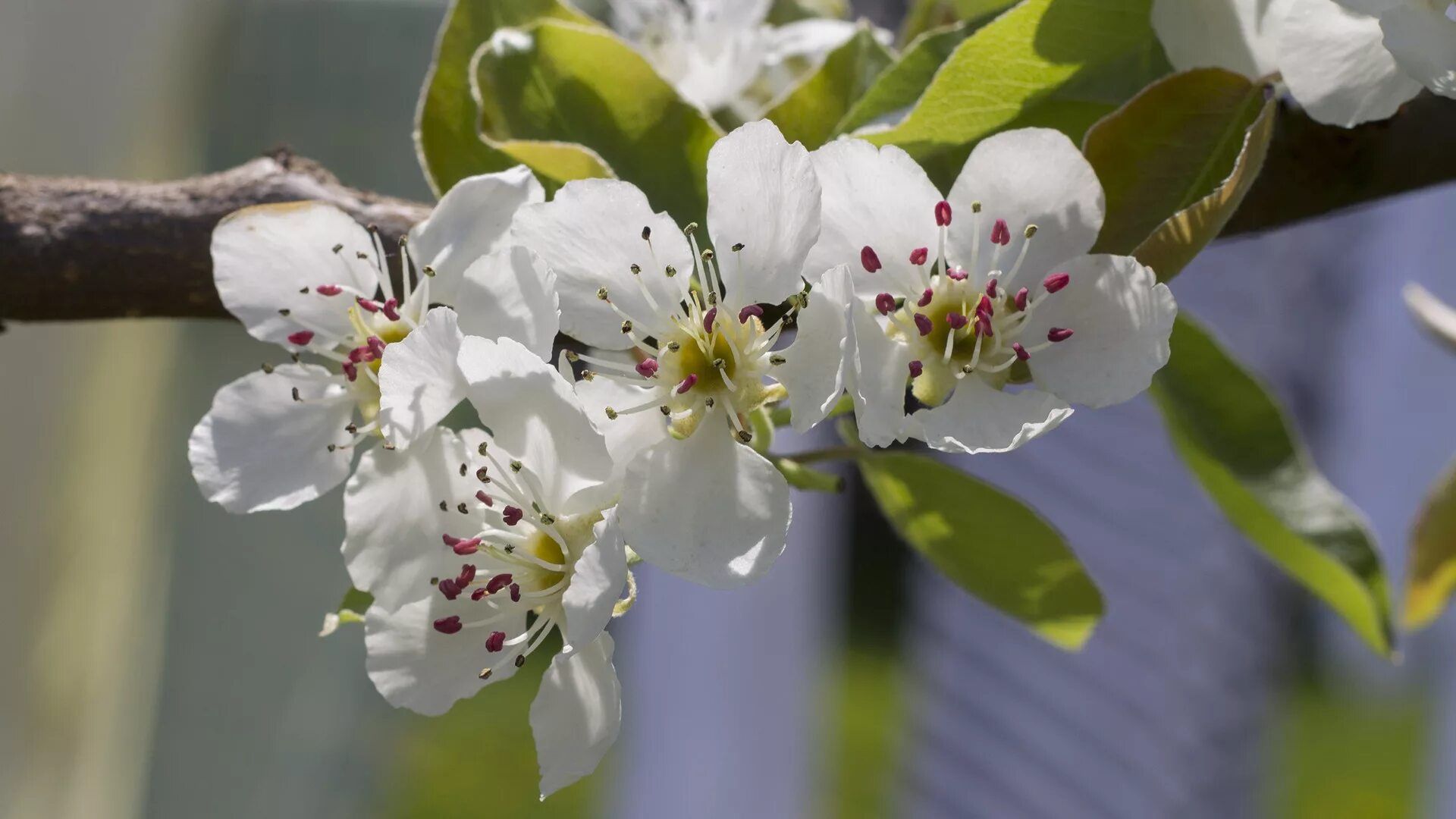 Lm-pear flower. Любовь расцветающая цветами груши читать. Цветы весны творенье. Любовь расцветающая цветами груши читать. Любовь расцветающая цветами груши читать.