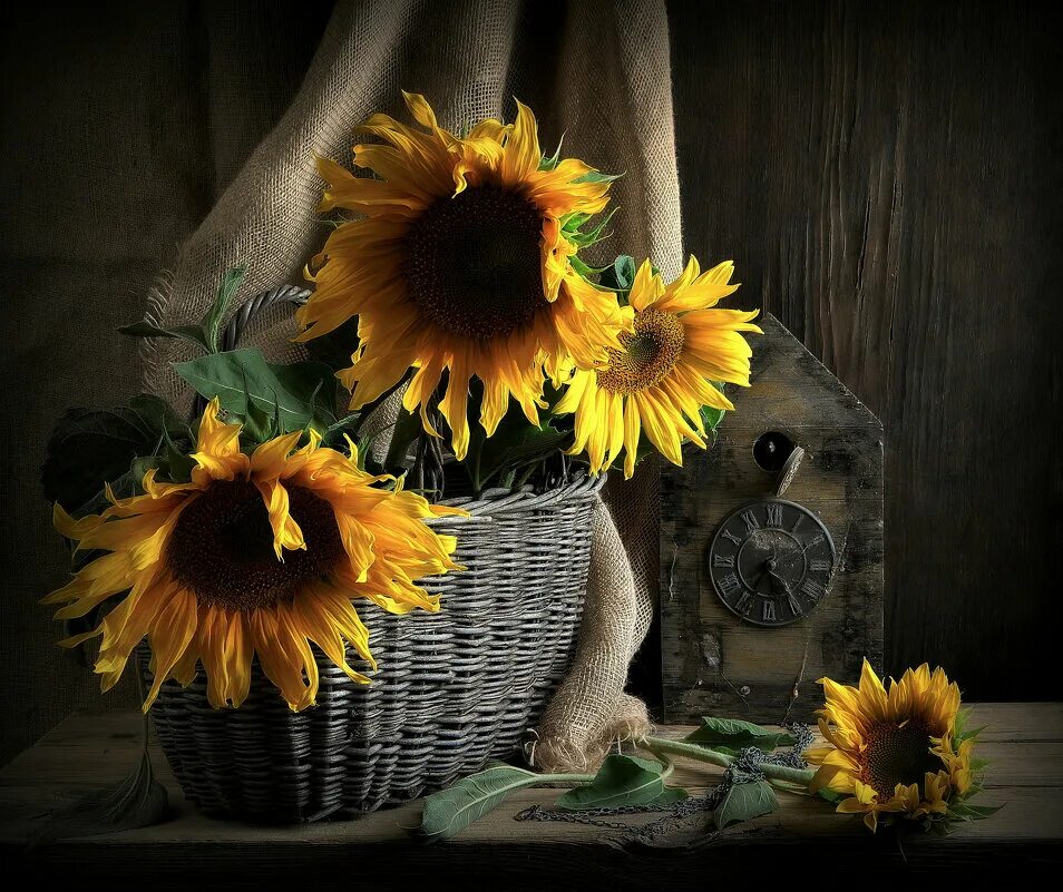 Подсолнух времени. Подсолнух времени. Михайловка волгоградская область поле подсолнухов. Подсолнух времени. Разноцветные подсолнухи.