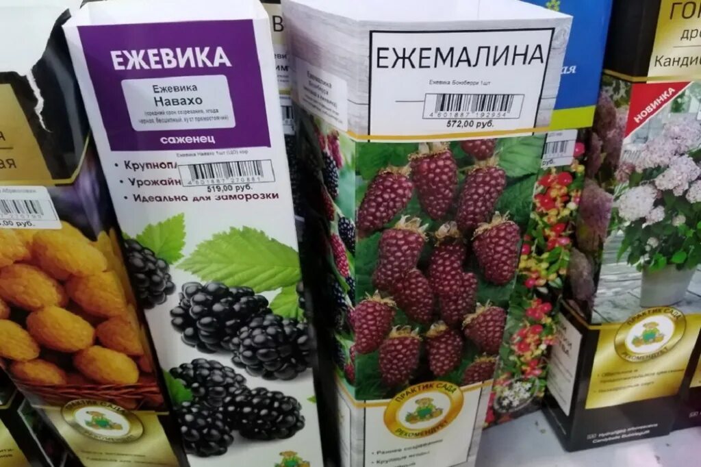 Питомник гагаринский в энгельсе каталог цены. Клубника черная абрикоса. Плодопитомник Гагаринский малина сортовая есть полка. Гагаринский Плодопитомник каталог саженцев. Энгельсский Плодопитомник Гагаринский каталог на 2023.