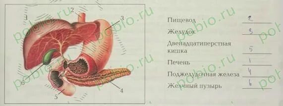 Двенадцатиперстная кишка биология 8 класс. Начальный отдел пищеварительного тракта 8 класс. ЖКТ по биологии 8 класс. Пищеварение 8 класс биология. Рисунок пищеварение 8 класс биология.