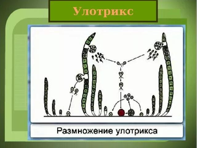 Способ размножение водоросль улотрикс. Размножение водоросли улотрикса. Улотрикс цикл размножения. Размножение водорослей улотрикс. Улотрикс размножение схема.