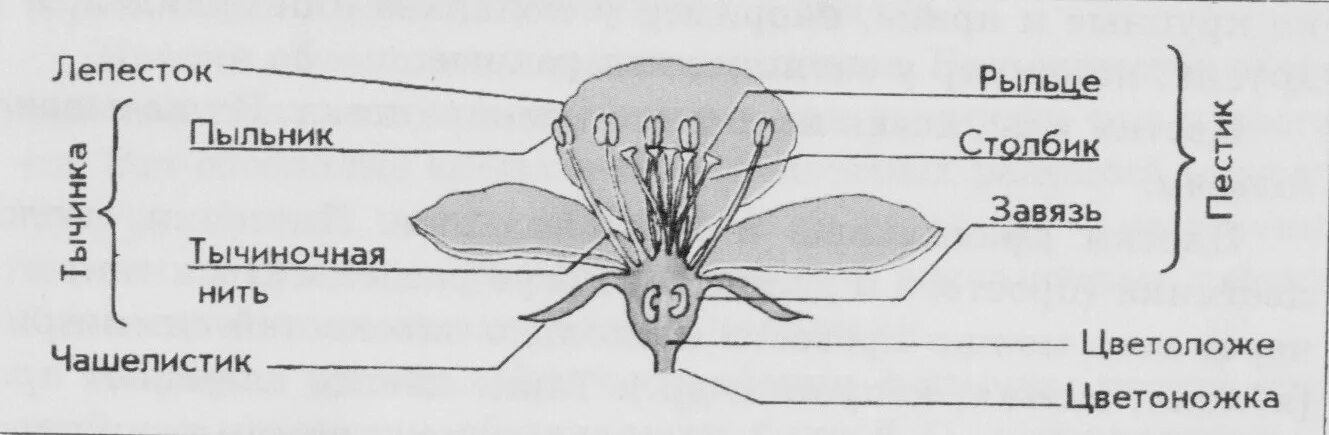 Строение цветка яблони схема. Строение цветков яблони. Строение цветка яблони биология. Строение цветка яблони биология 6 класс схема. Строение цветка самостоятельная