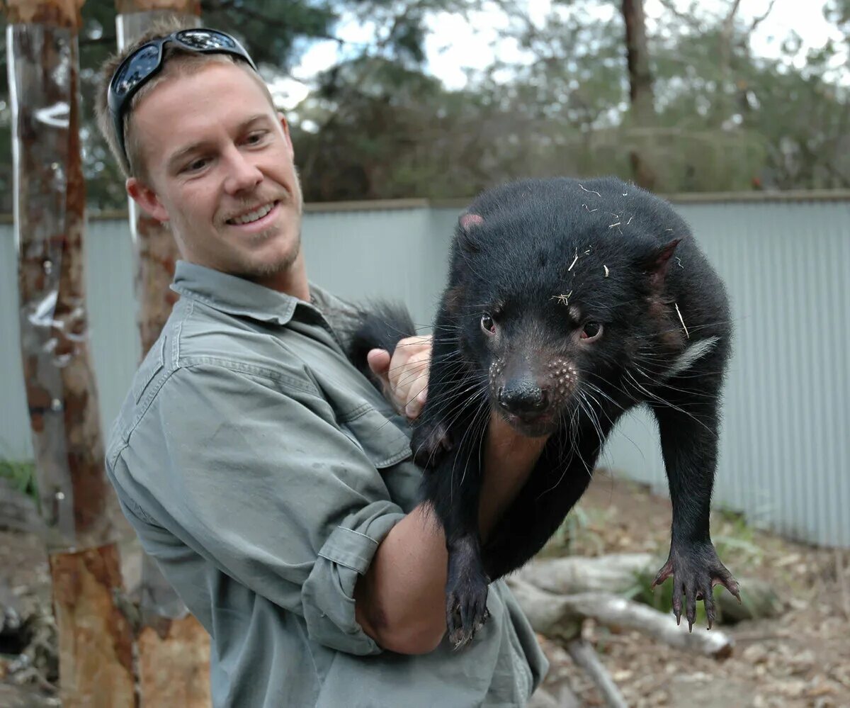 Какие животные можно показать. Тасманийский сумчатый дьявол. Тасманский дьявол в Австралии. Сумчатый дьявол в Австралии. Австралия животные сумчатый дьявол.