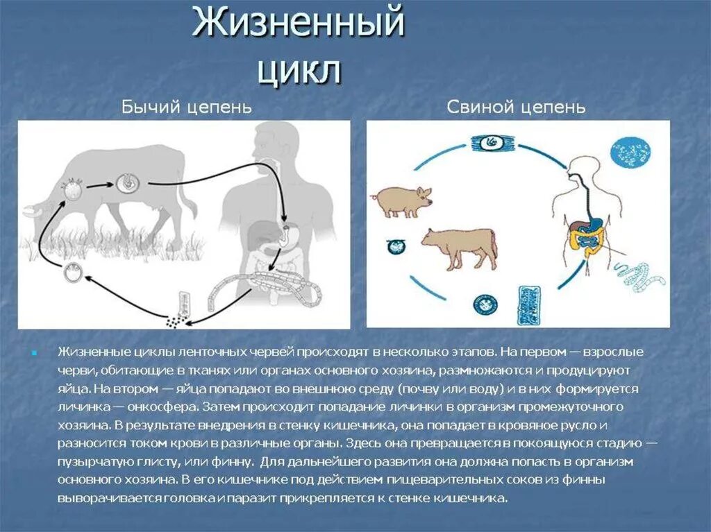 Какая стадия свиного цепня разовьется. Схема цикла червя ленточного. Жизненный цикл класс ленточные черви 7 класс. Ленточные черви цикл развития бычьего цепня. Ленточные черви строение жизненный цикл.