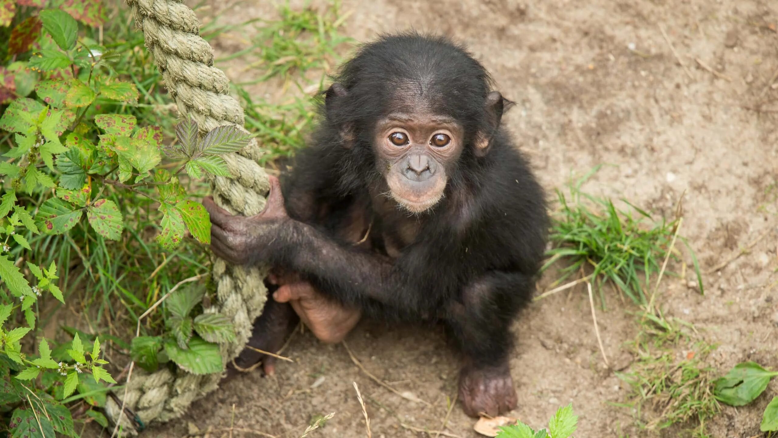 Tenor baby monkey. Обезьянка ждет. Baby monkey перевод. Baby monkey перевод. Baby monkey перевод.