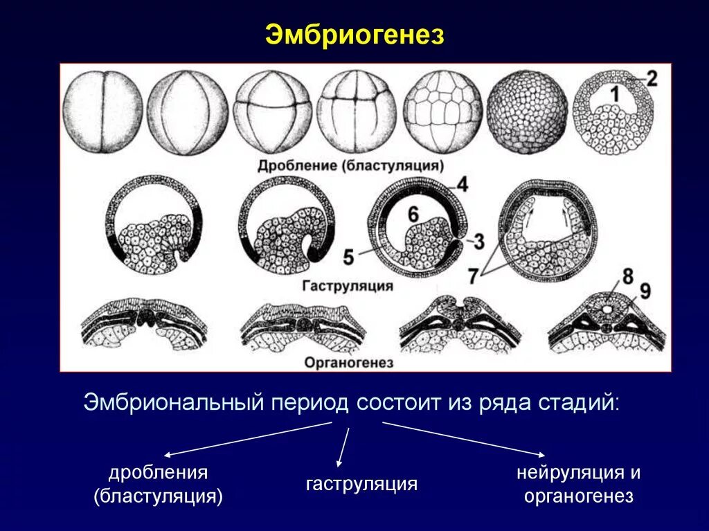 Значение эмбрионального этапа. Эмбриогенез Бластуляция. Бластуляция гаструляция нейруляция. Онтогенез гаструляция. Дробление эмбриональный этап.