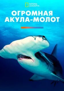 Акулы документальный