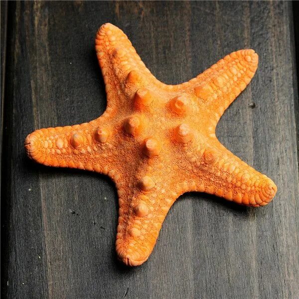 Морская звезда купить. Сушеная морская звезда. Морская звезда сухая. Засушенная морская звезда. Морская звезда маленькая.