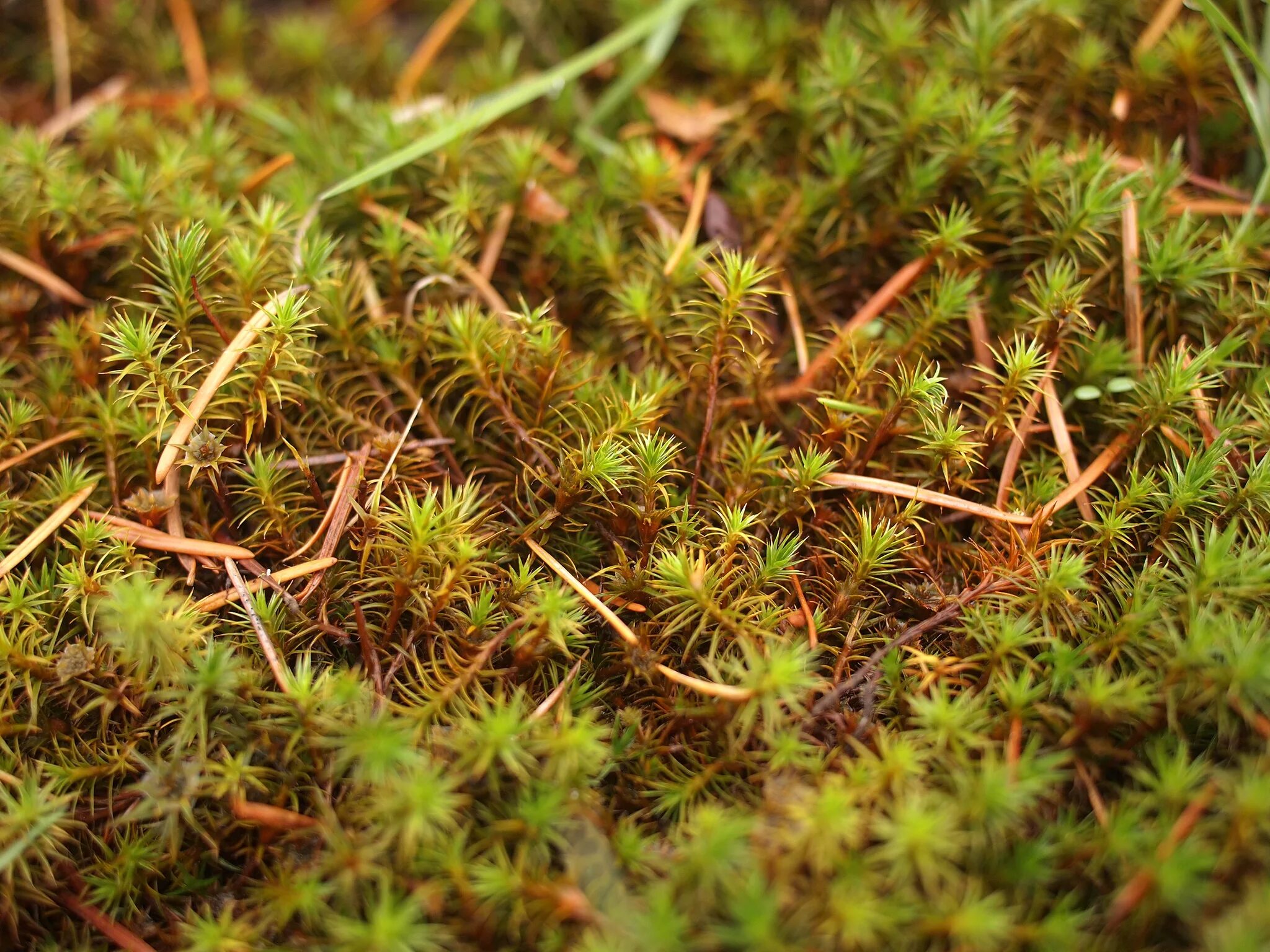 Polytrichum. Polytrichum hyperboreum. Мох политрихум сжатый. Polytrichum-enuperoid.