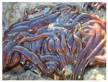 Морской ленточный червь