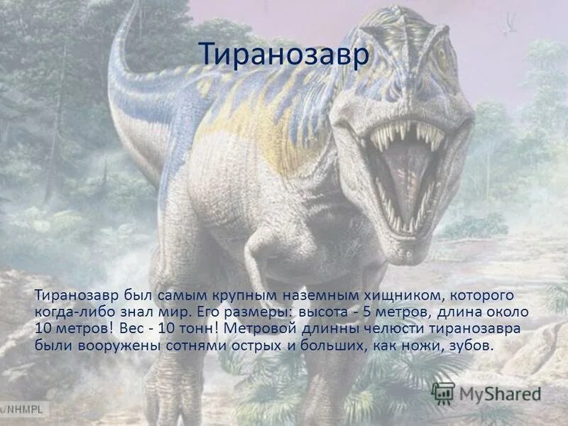 сколько весил тиранозавр