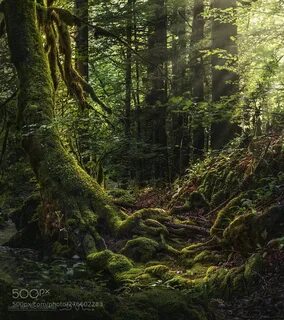 Wild forest