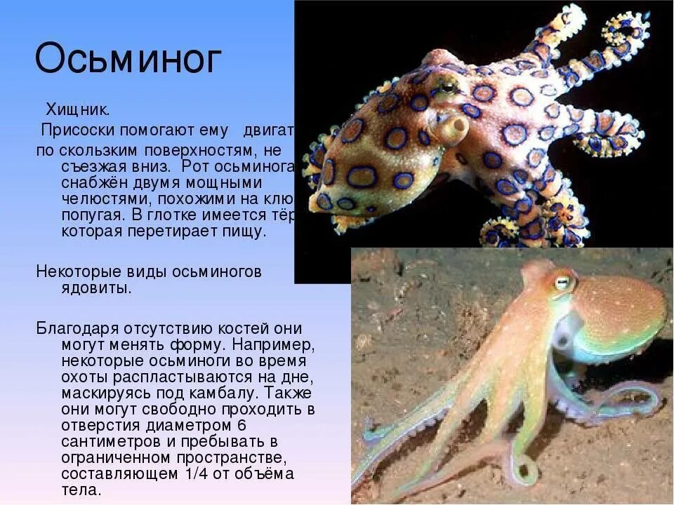 Осьминог описание