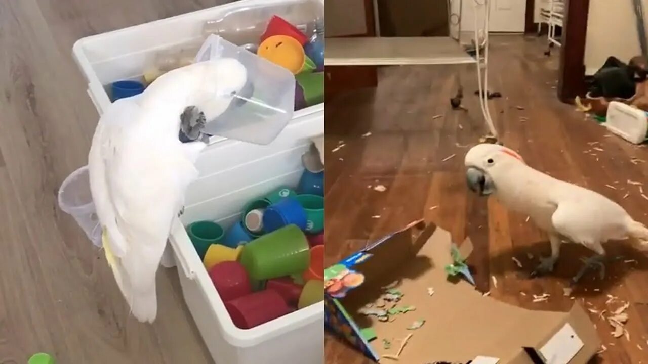 попугай сходит с ума. попугай с ума сходит. смешные попугаи видео. смешные попугаи видео. попугай поет.