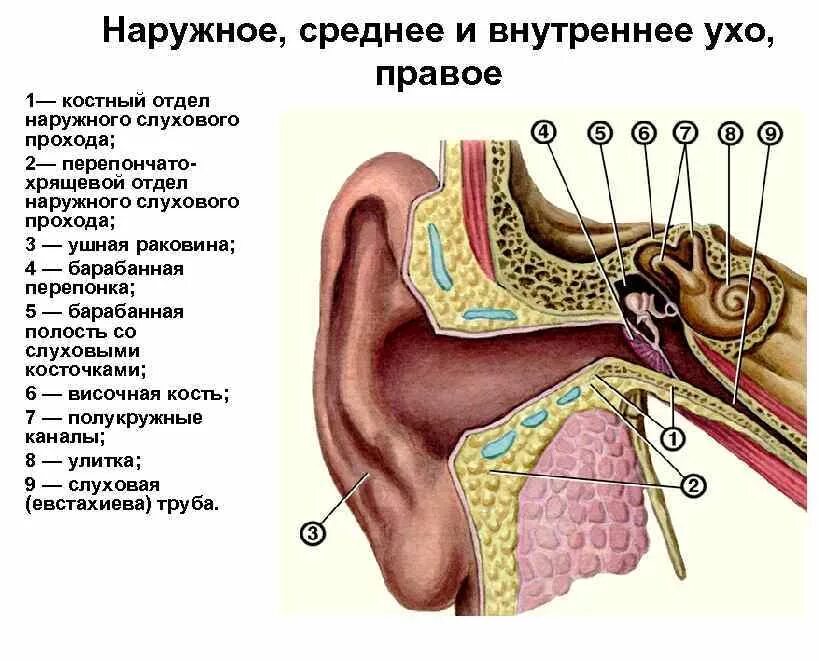 Наружное ухо человека состоит из. Костный отдел наружного слухового прохода. Строение уха наружное среднее внутреннее. Строение среднего уха анатомия. Наружное ухо среднее ухо внутреннее ухо.