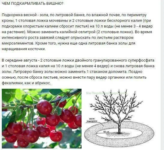 Подкормка яблонь весной для большого урожая