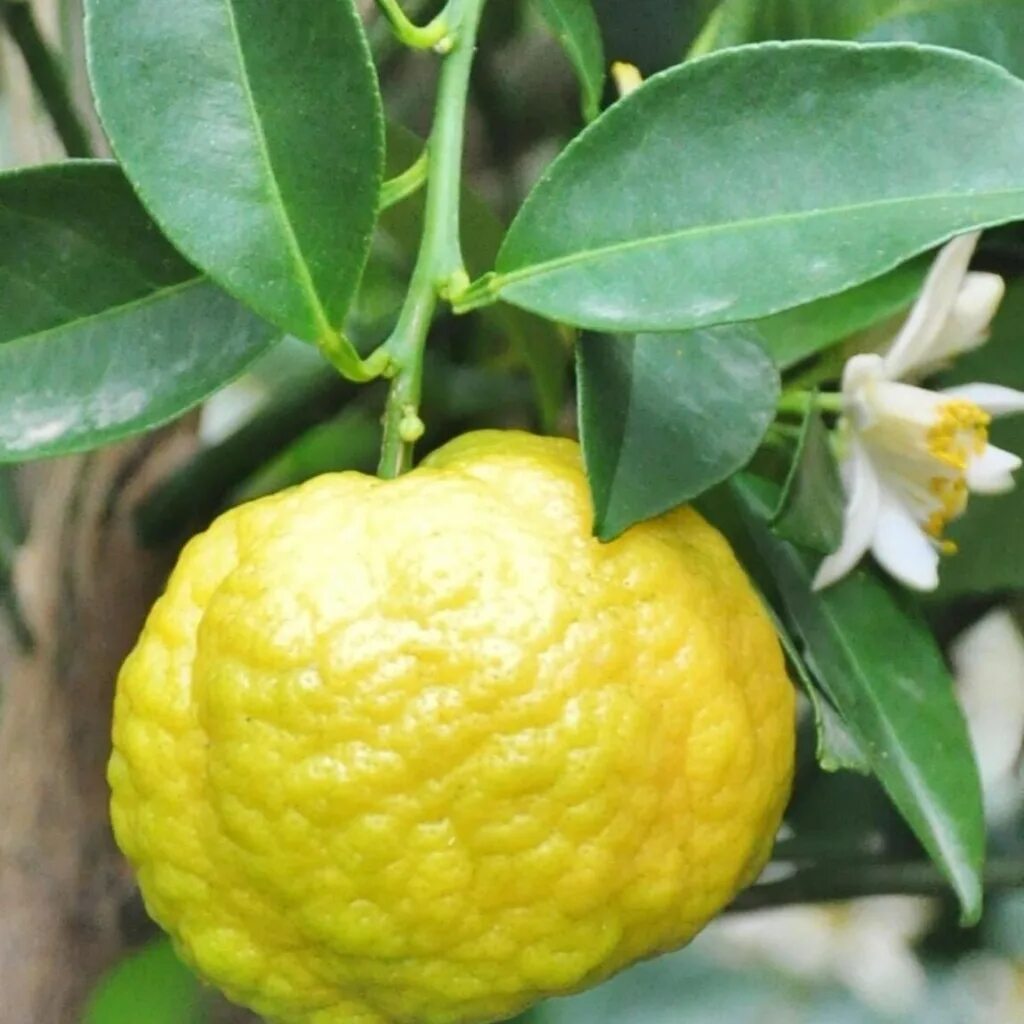 Citrus limetta