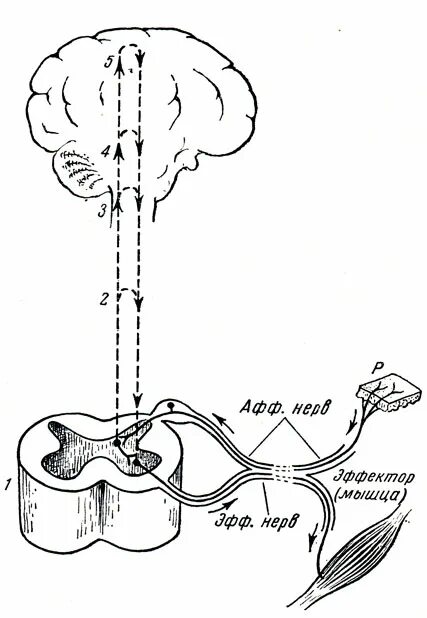 Рефлекторная дуга с мозгом. Элементарная схема безусловного рефлекса. Схема двигательного безусловного рефлекса. Схема взаимосвязи спинного и головного мозга. Схема рефлекторной дуги спинного мозга.
