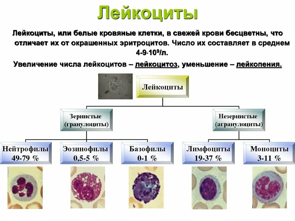 Строение разных видов лейкоцитов. Функции клеток крови лейкоцитов. Функции лейкоцитов 8 класс биология. Форма и строение лиоцыов. Макрофаги эозинофилы