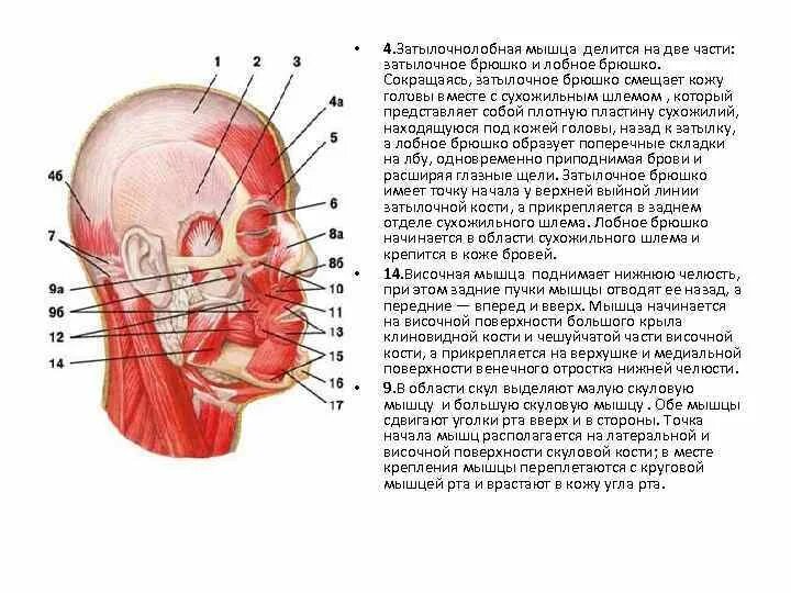 К чему крепятся мышцы. Мышцы прикрепляющиеся к затылочной кости. Затылочное брюшко. Лобное брюшко затылочно-лобной мышцы.