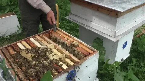 Слабые пчела