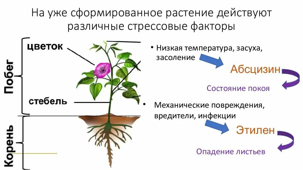 Уровни жизненного состояния растений. Стресс растений. стрессовые факторы растений. гормон стресса растений. фитогормоны растений.