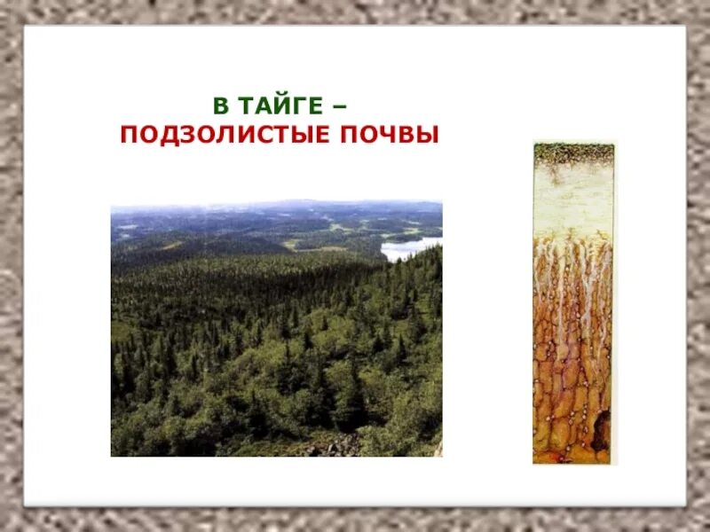 Сообщение на тему земля кормилица 4 класс. Подзолистые почвы тайги. таежная подзолистая почва. почва в тайге 4 класс. подзолистая тайга.