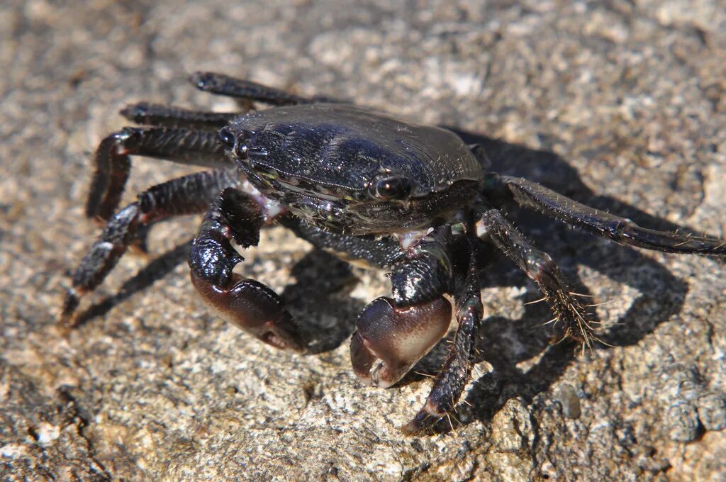 Черные крабы животные. Black Crab 2022. Чёрный краб (2022). Крабик черный. Черноморский краб.