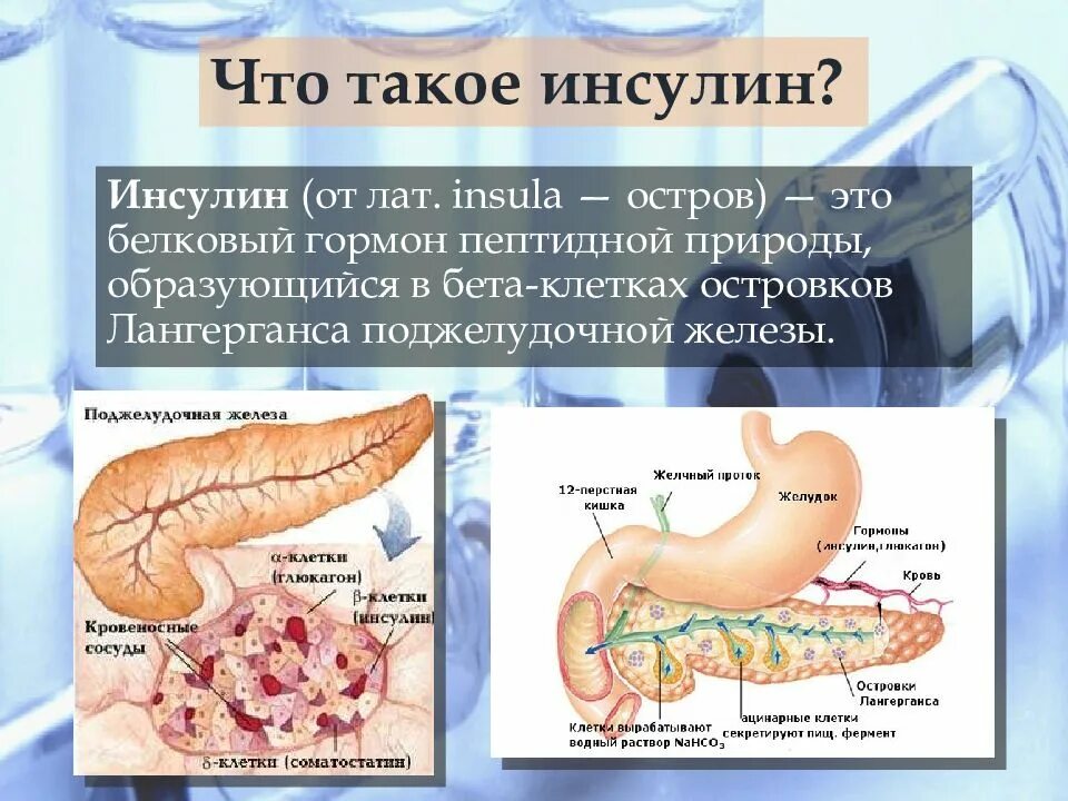 Инсулин гормон клеток островков лангерганса