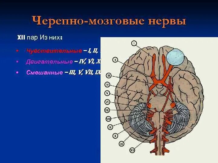 Ядра нервов в головном мозге. 12 Пар черепных нервов схема. Схема 8 пары черепно мозговых нервов. ЧМН 12 пар. 9 10 11 12 Пара черепных нервов.