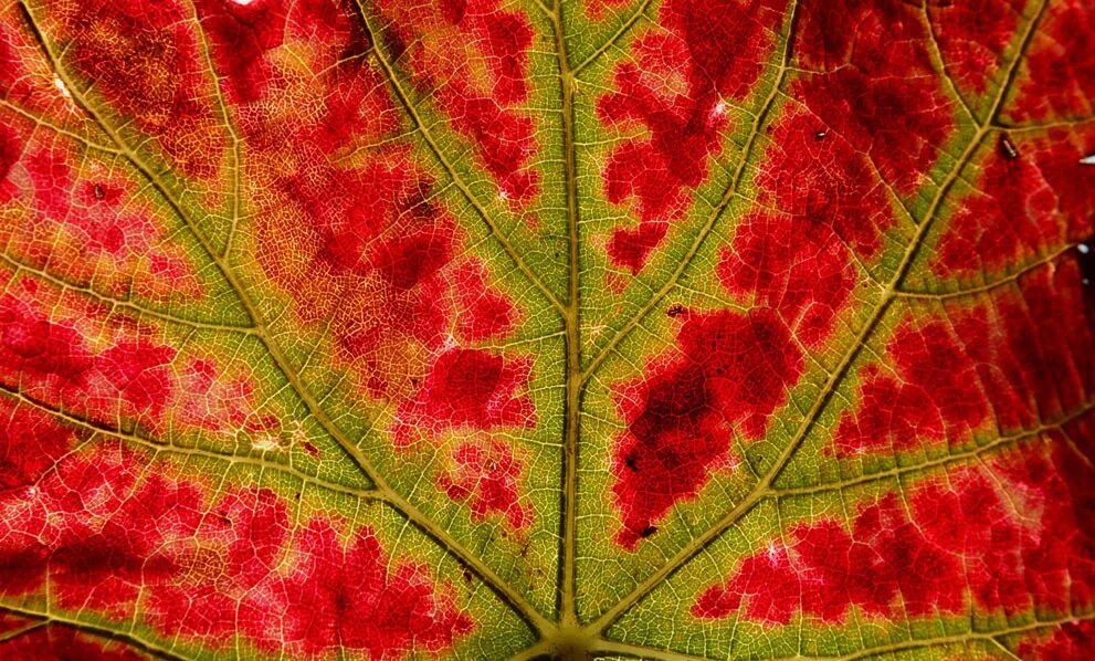 Изменение окраски листьев. Пигменты листьев осенью. Листья меняют цвет. Изменение окраски листьев растений.