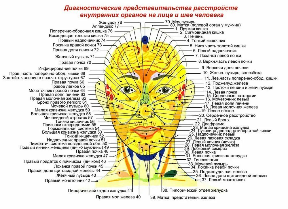 Где у человека лоб. Огулов проекционные зоны лицо. Проекционные зоны органов на лице Огулов. Проекция органов на лице человека прыщи. Проекционные зоны внутренних органов на лице человека.