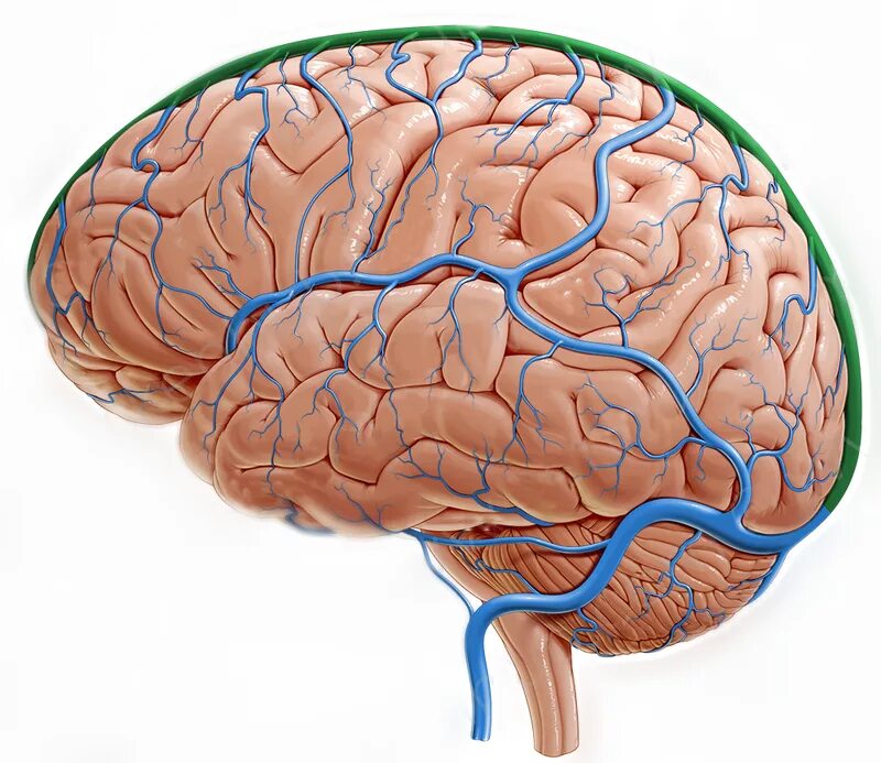 Вены головного мозга. Конвекситальная Вена головного мозга. Венозная дисгемия головного. Дисциркуляция головного мозга. Венозная дисгемия головного мозга.