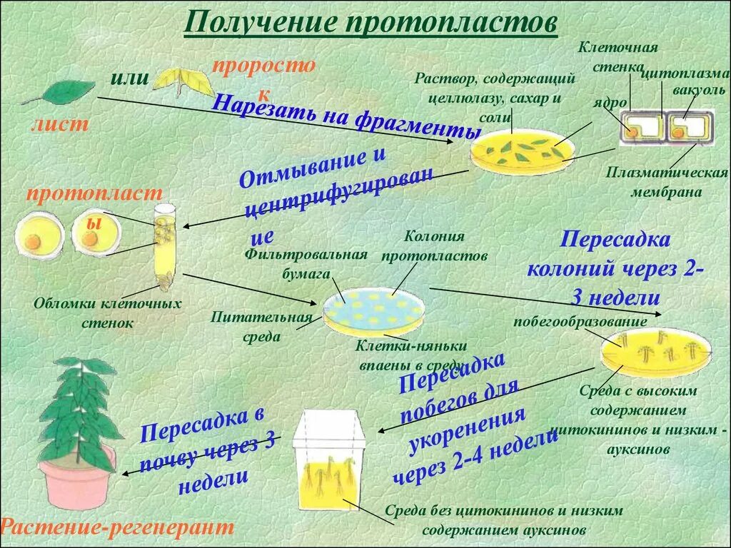 Биотехнология гибридизация. Культура протопластов клеток растений. Способы культивирования протопластов. Схема получения протопластов. Схемаполусения протопламтов.