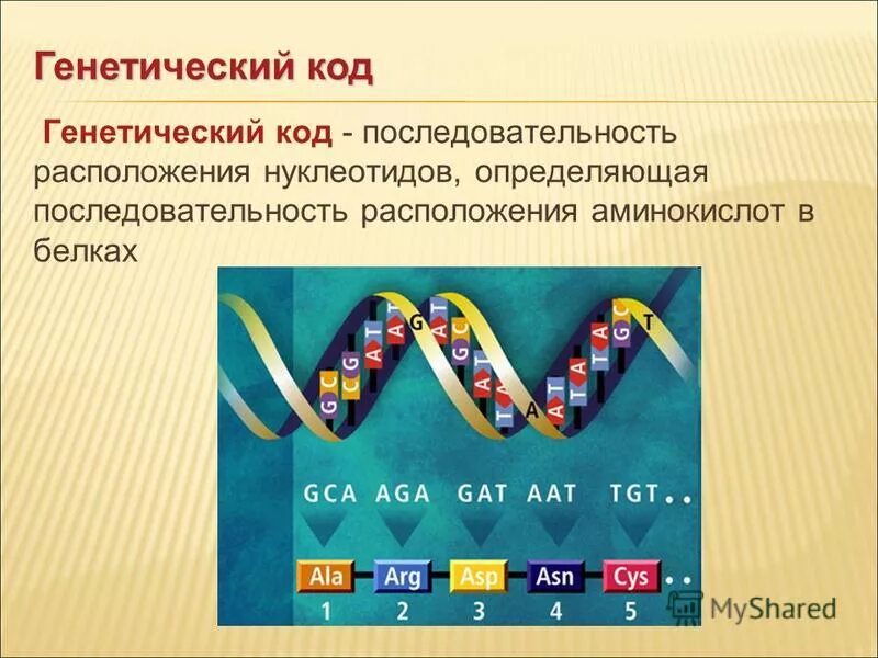 Генетический код. Генетический код человека. Генетический код генетика. Енетичеси од.