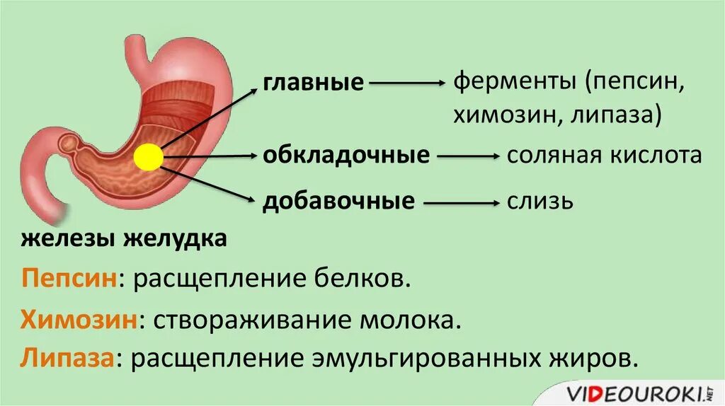 Секретируют пищеварительные ферменты какие железы. Строение желудка человека 8 класс биология. Биология пищеварение в желудке и кишечнике. Пищеварение в ротовой полости и в желудке таблица по биологии 8. 8кл биология пищеварение в желудке.